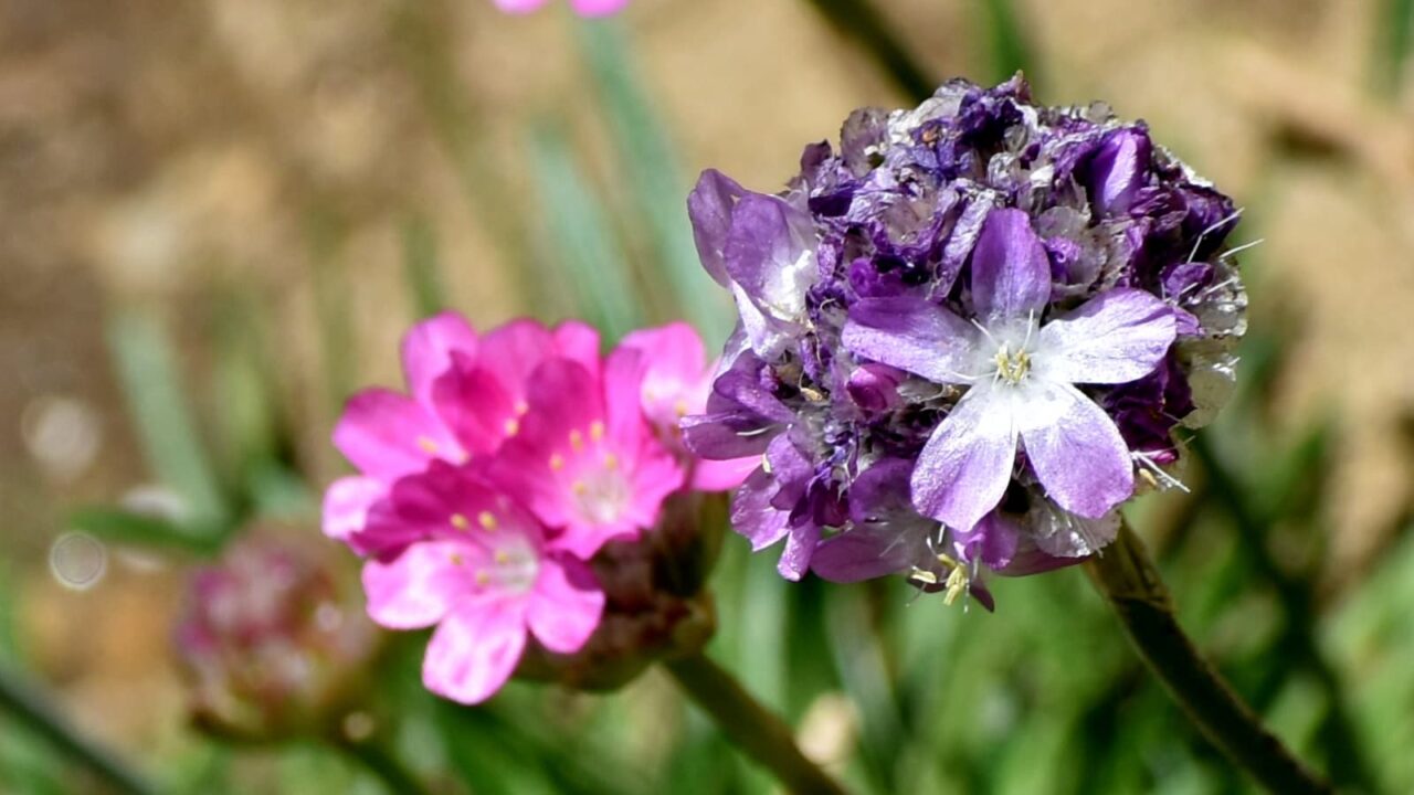 アルメリアの花拡大20200425