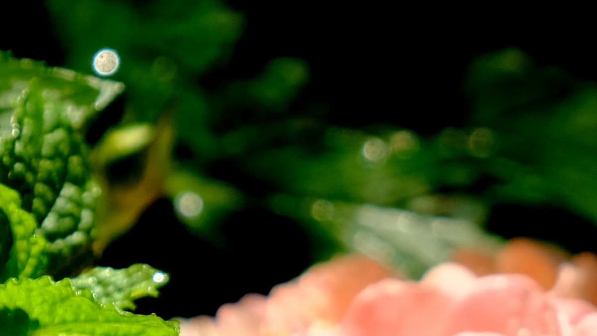 ドリフトローズとオーブ20180629（キャッチ画像）