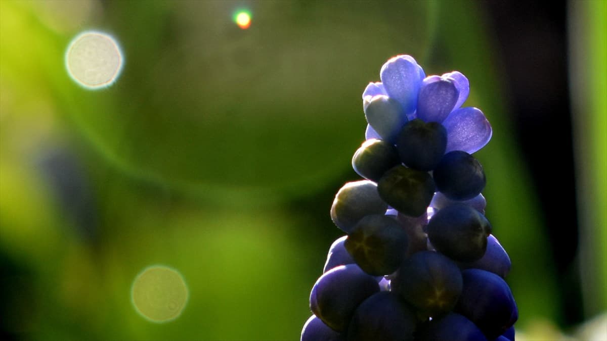 ムスカリとオーブ202003（キャッチ画像）