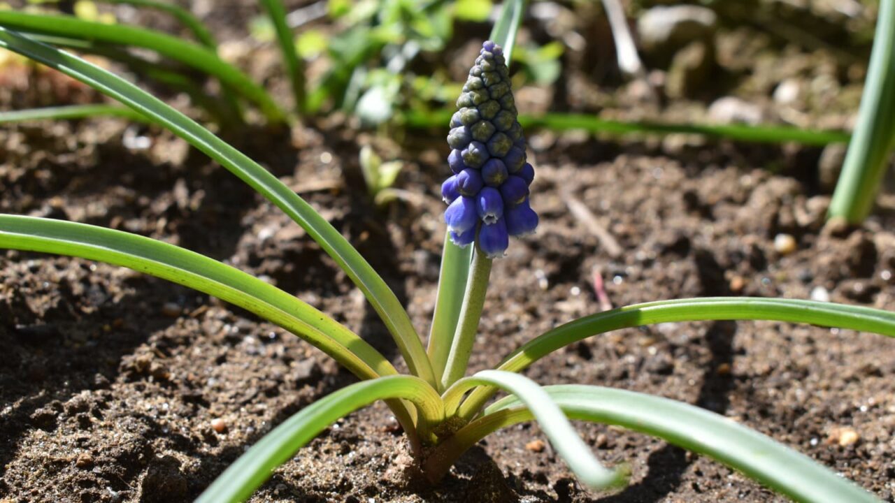 ムスカリ20200318-1(ちっちゃなオーブ)