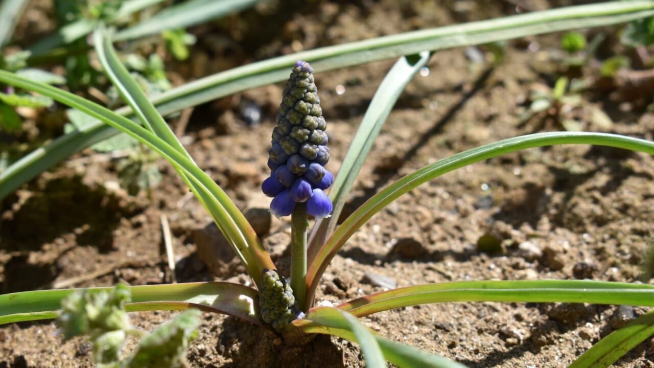 ムスカリ20200318-2(ちっちゃなオーブ)