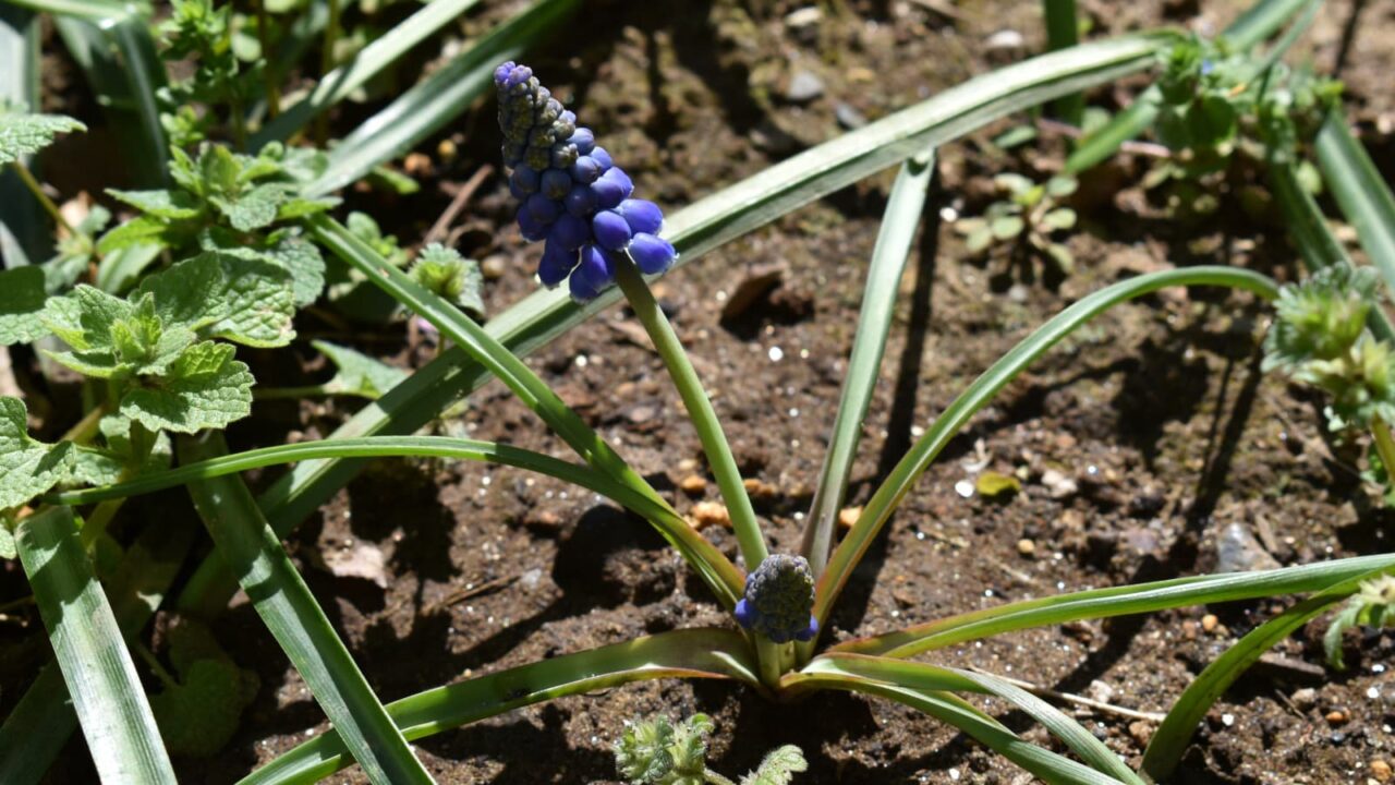 ムスカリ20200320(ちっちゃなオーブ)