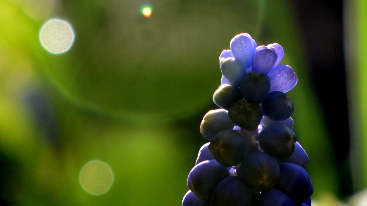 ムスカリとオーブ202003