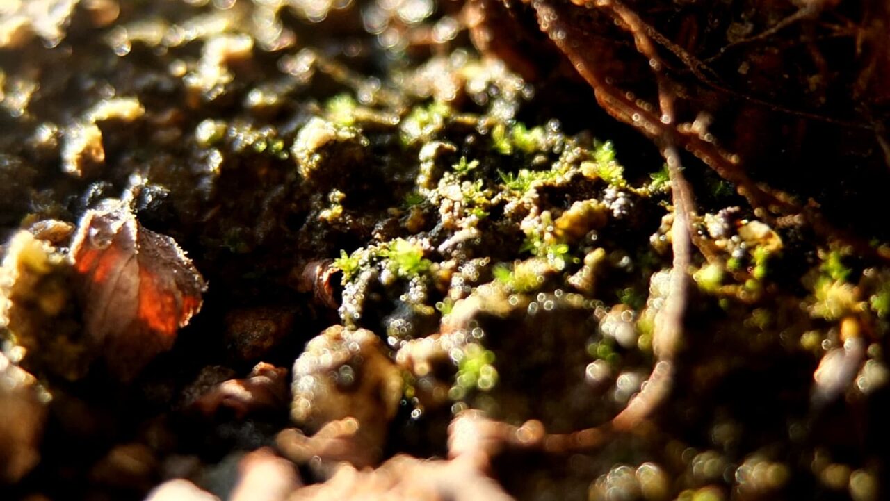 八房下野の株元の地面拡大201510-2