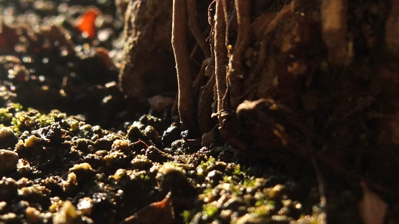 八房下野の株元の地面拡大201510-3