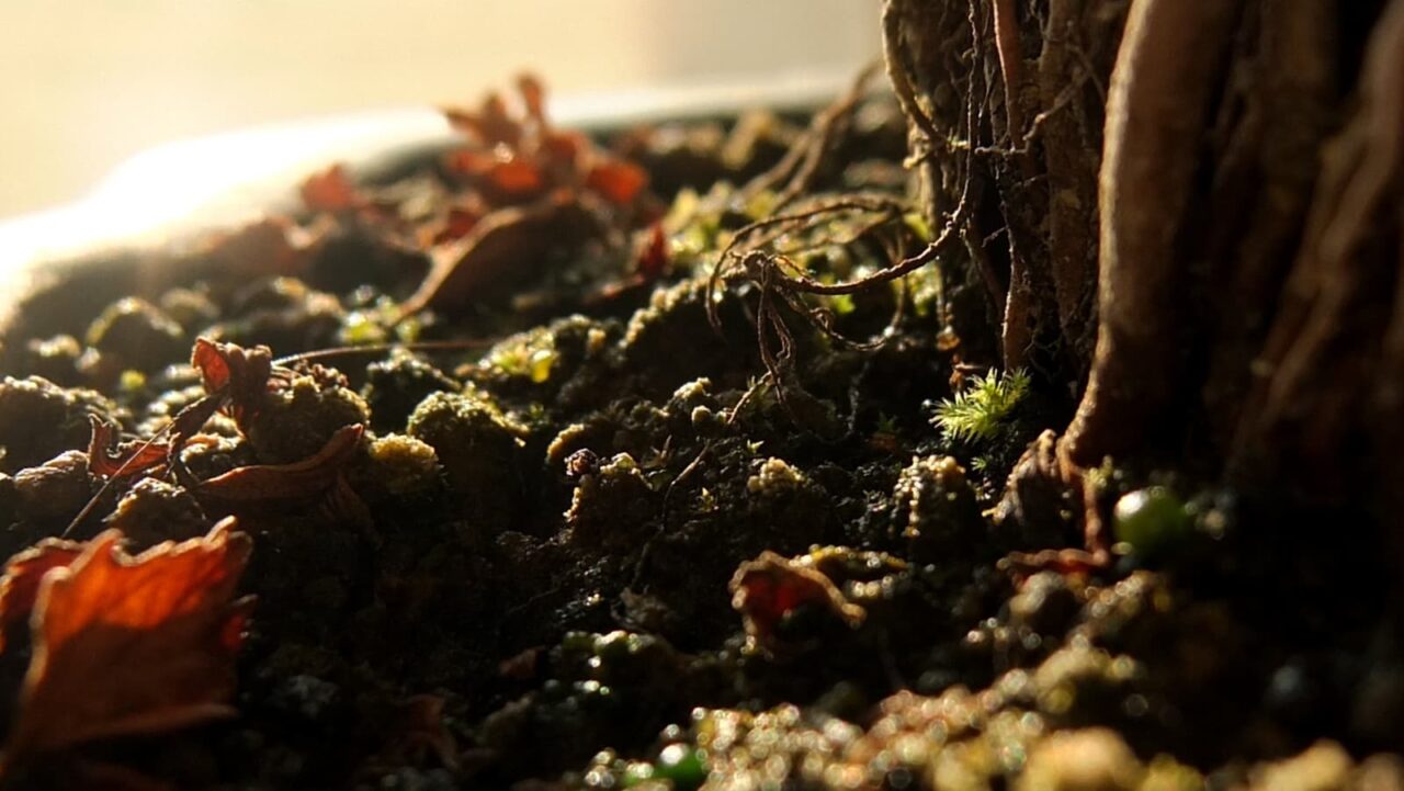 八房下野の株元の地面拡大201510-4