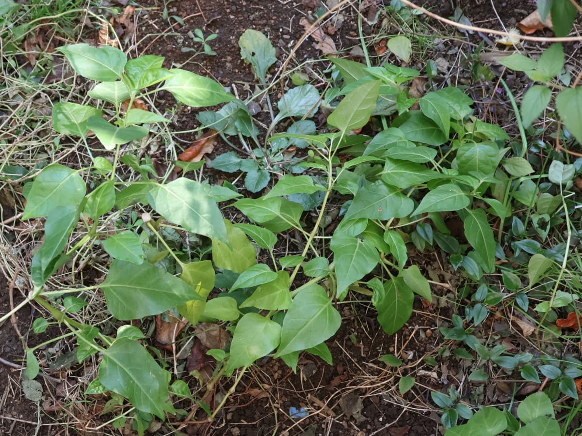 まだ黄緑葉のオシロイバナ202512