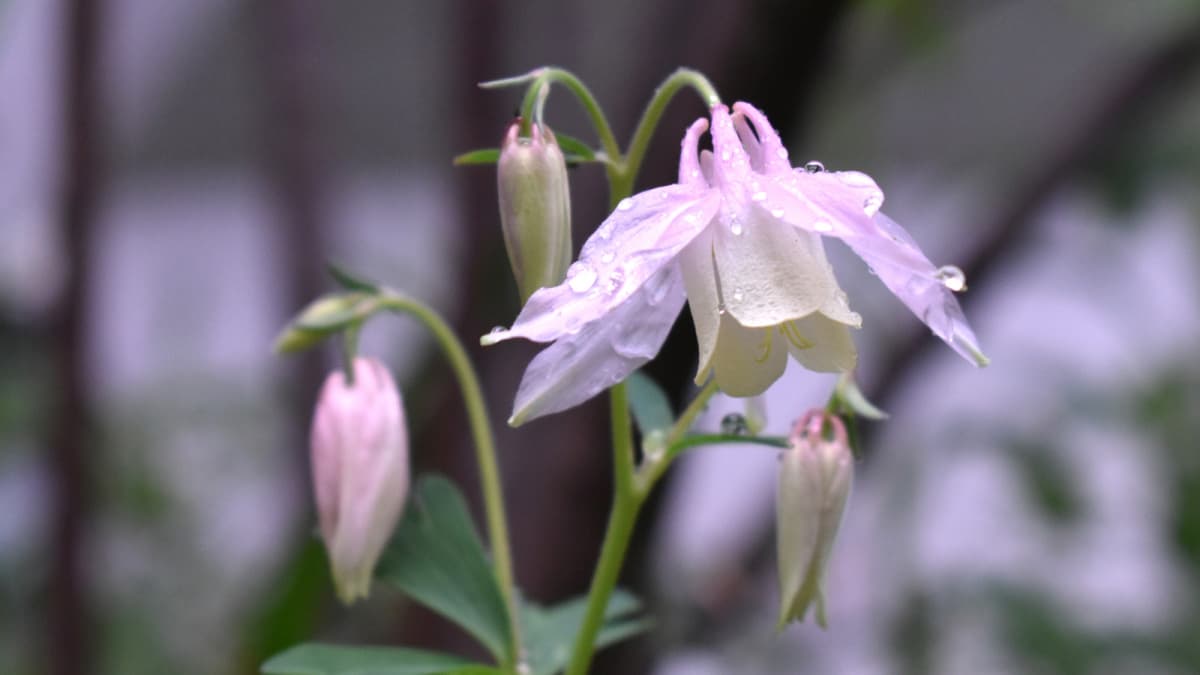 乙女風鈴オダマキの花（雨濡れ）20220420（キャッチ画像）