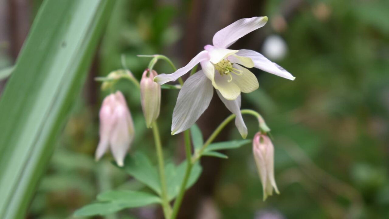 乙女風鈴オダマキの花(横向き)20220421