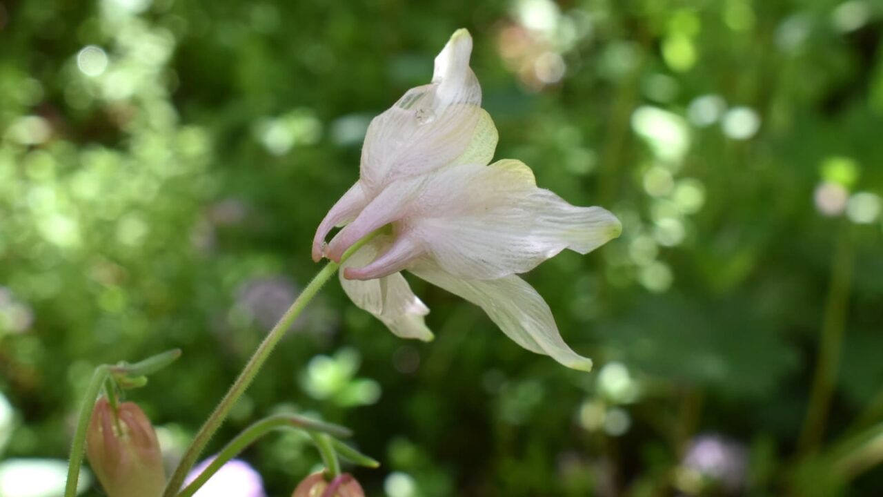 乙女風鈴オダマキの花(上向き)20220422