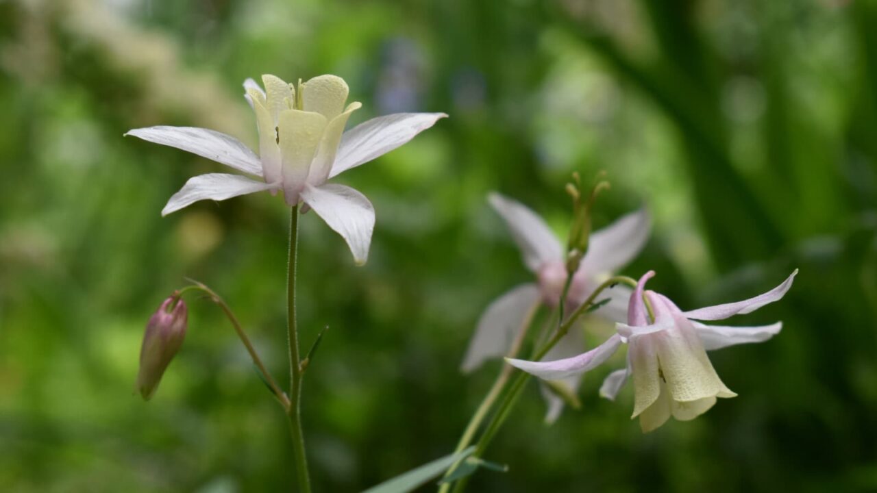 乙女風鈴オダマキの俯き花と仰ぎ花20220426-2