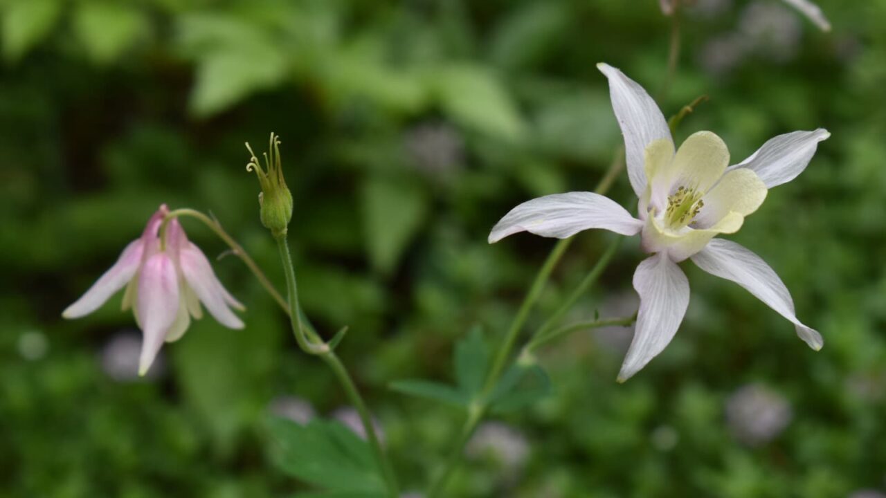 乙女風鈴オダマキの仰ぎ花20220428