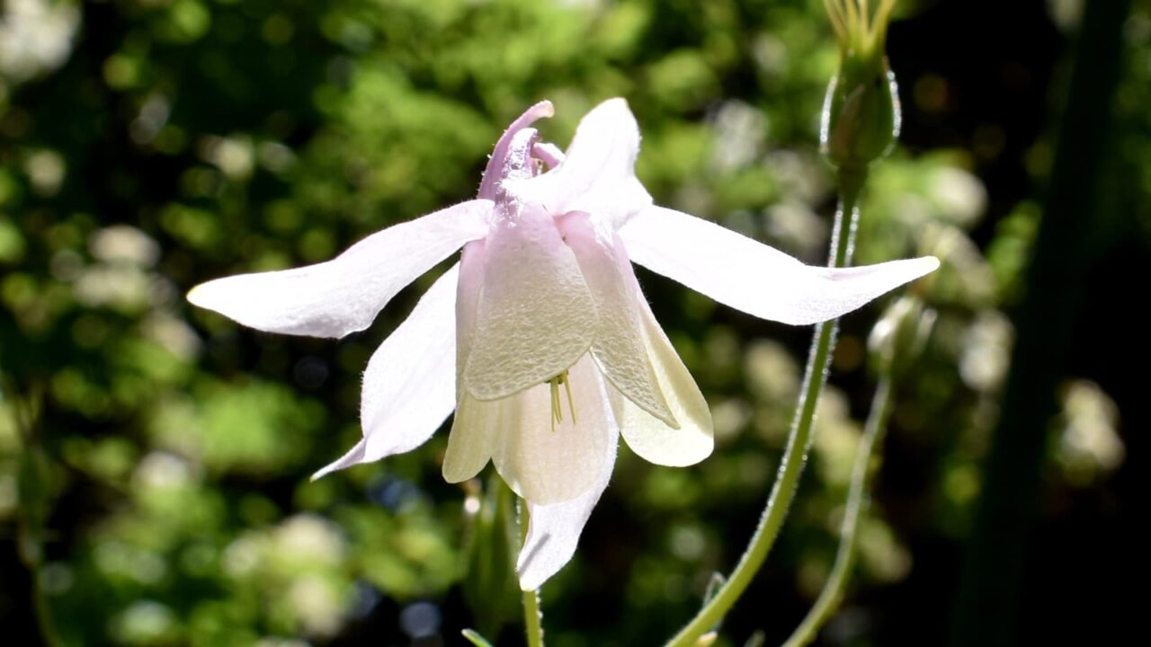 乙女風鈴オダマキの輝く花20220430