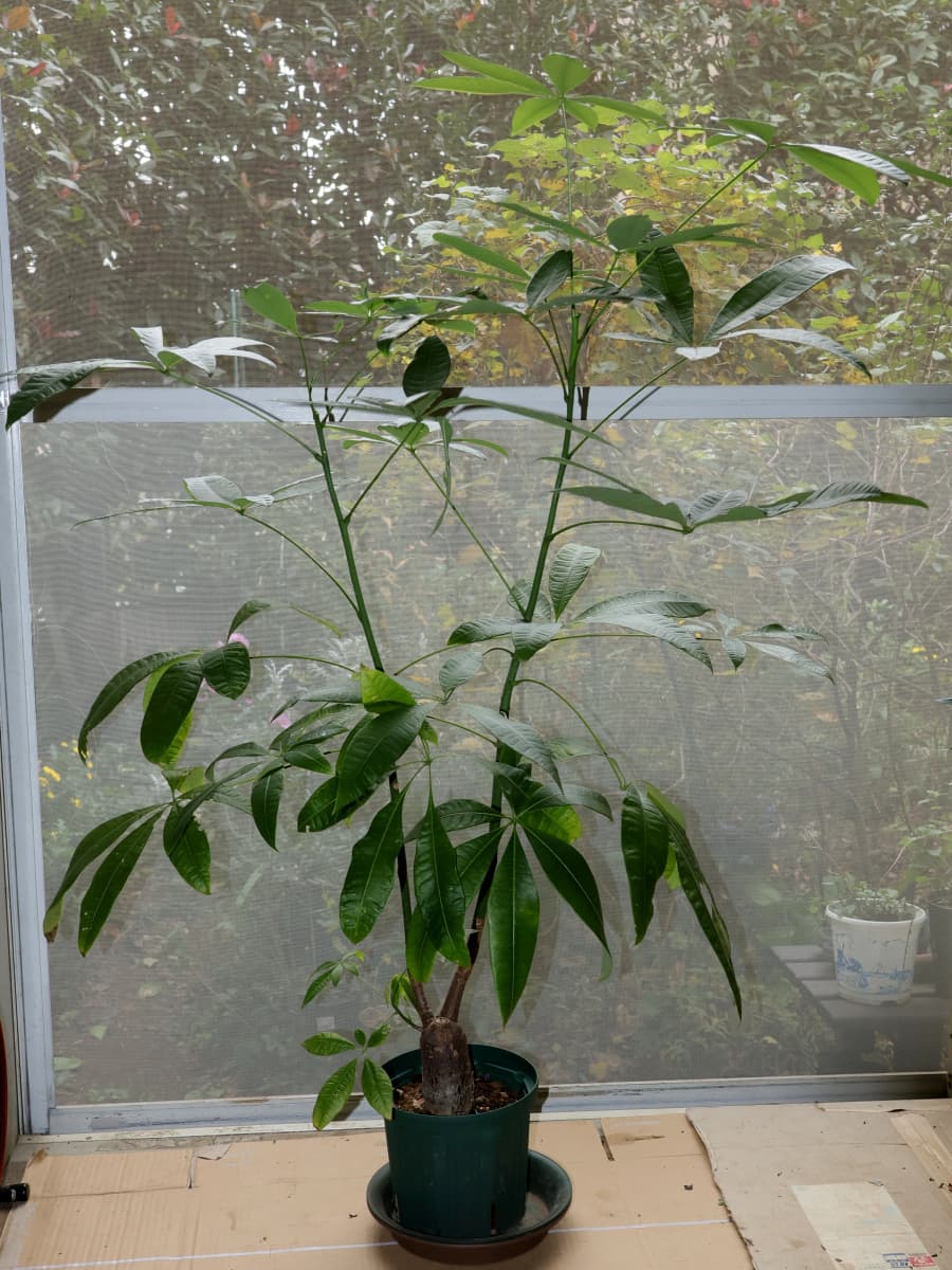 パキラ20251118室内へ