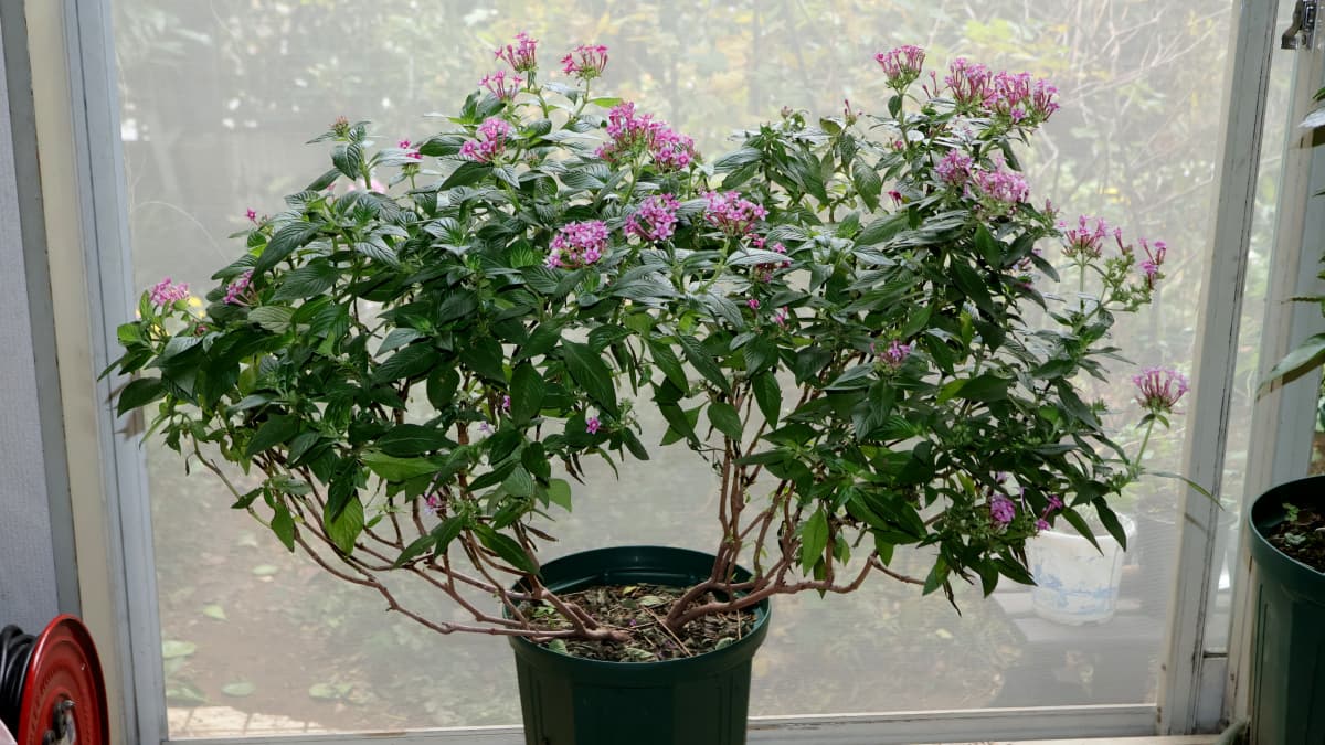 ペンタス桃20251118室内へ