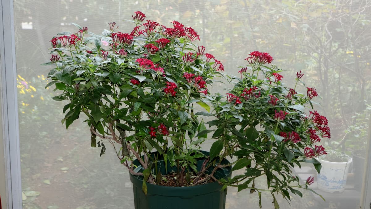 ペンタス赤20251118室内へ