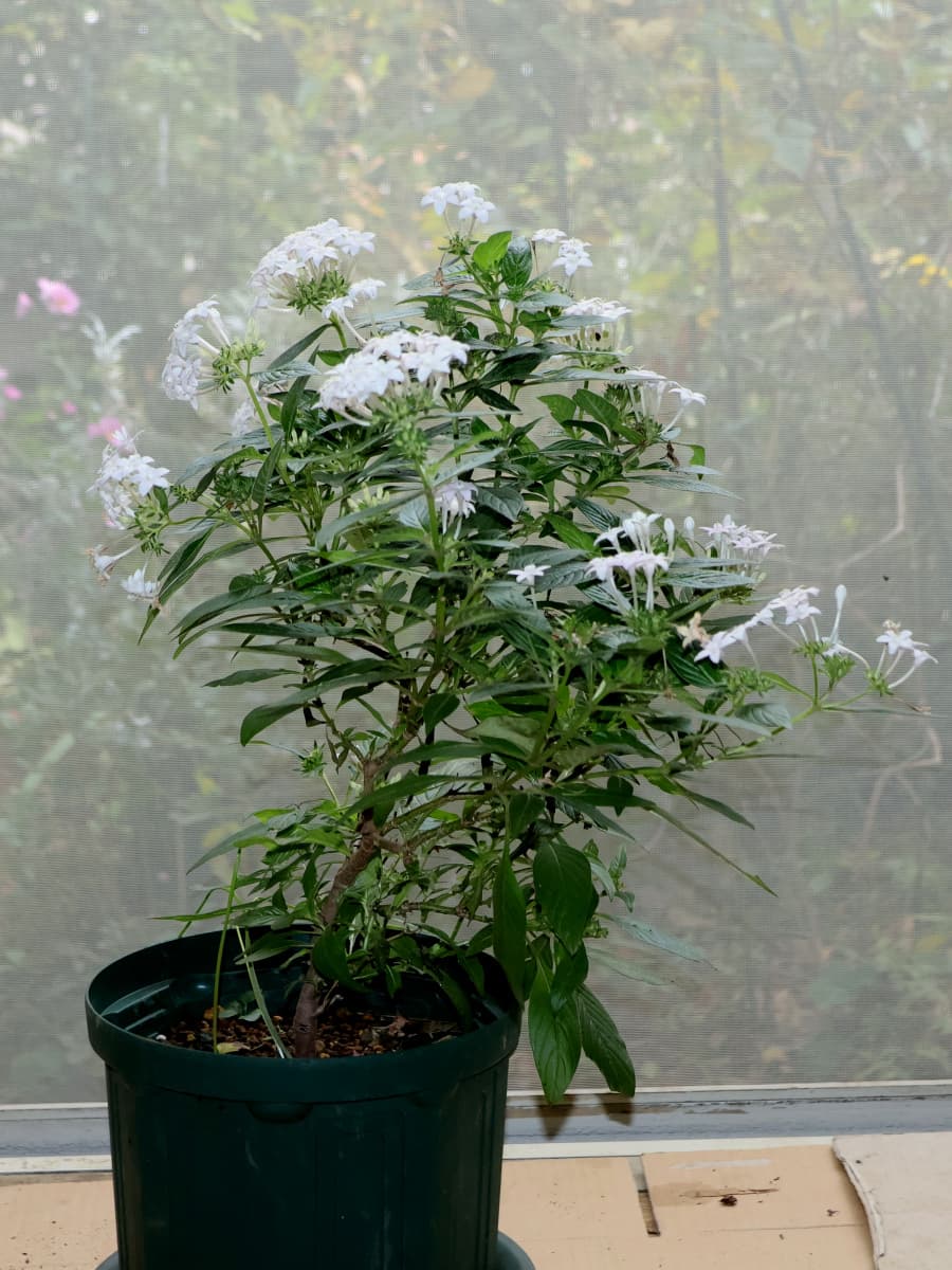 ペンタス白20251118室内へ