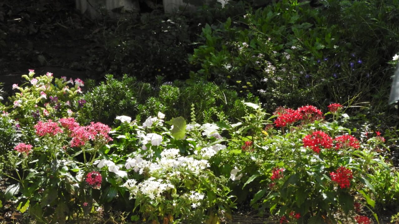 リビング正面にペンタスの花々揃う2017010
