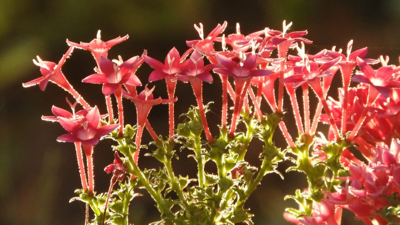 透過光で美しいペンタス赤の花20171001