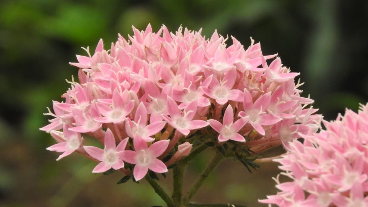 飴細工のようなペンタス薄ピンクの花房20170717
