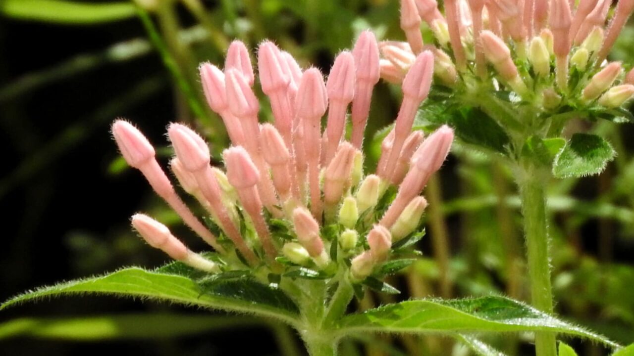 ペンタス薄ピンクの蕾20170913