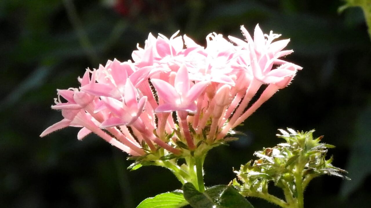 日に輝くペンタス薄ピンクの花20170929-2