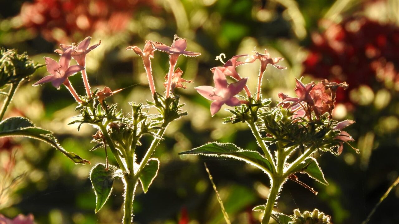 朝日の逆光に輝くペンタス薄ピンクの花20171001