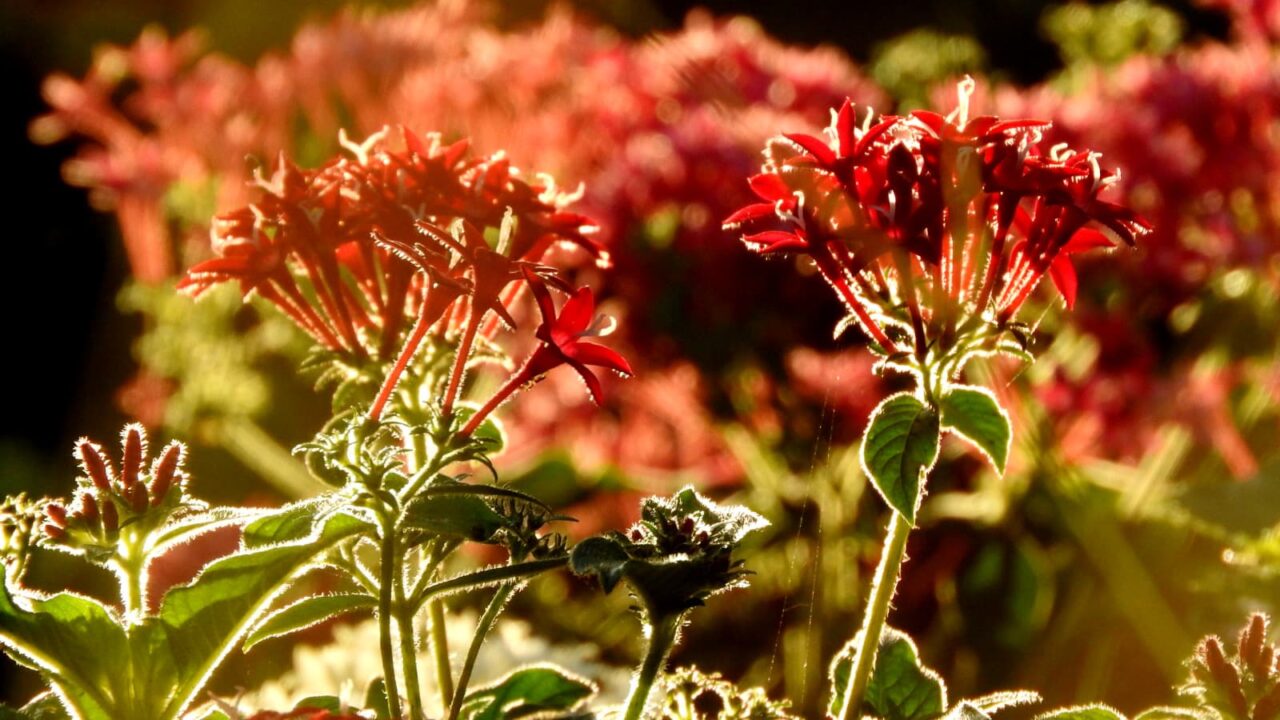 朝日の逆光に輝くペンタス赤の花2房20171001-1