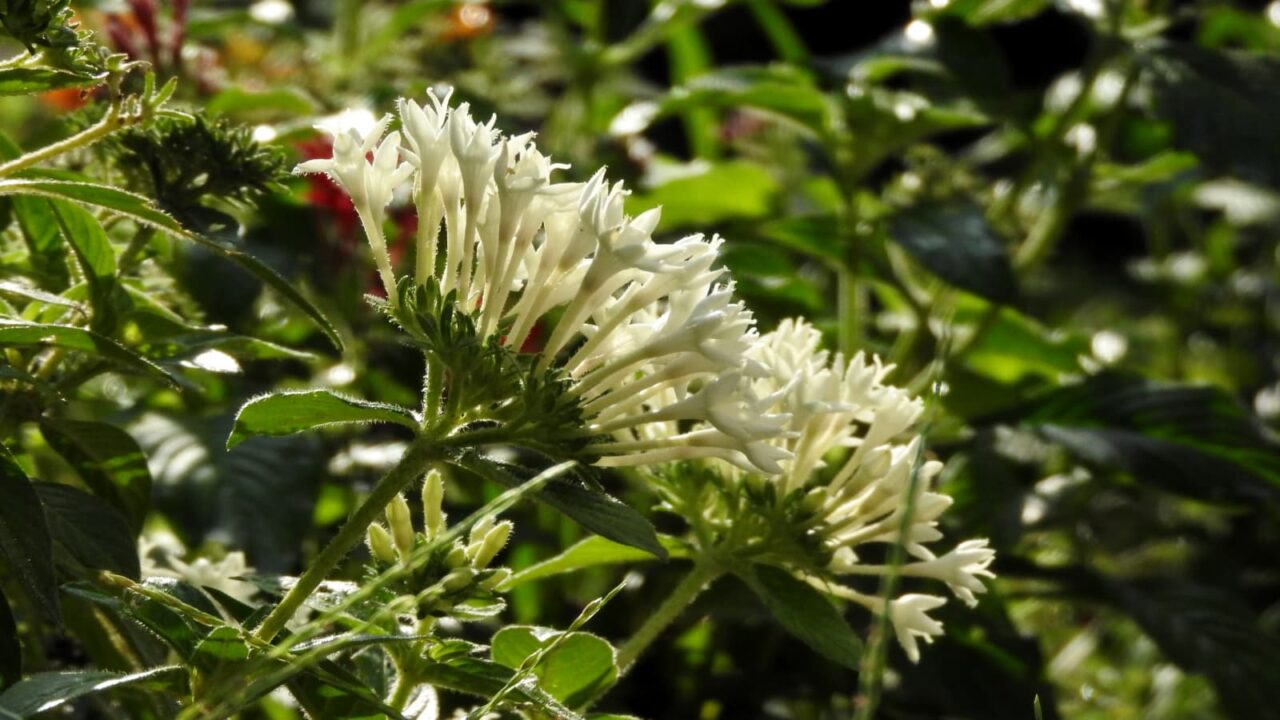 光散る緑の中にペンタス白の花20170827-2