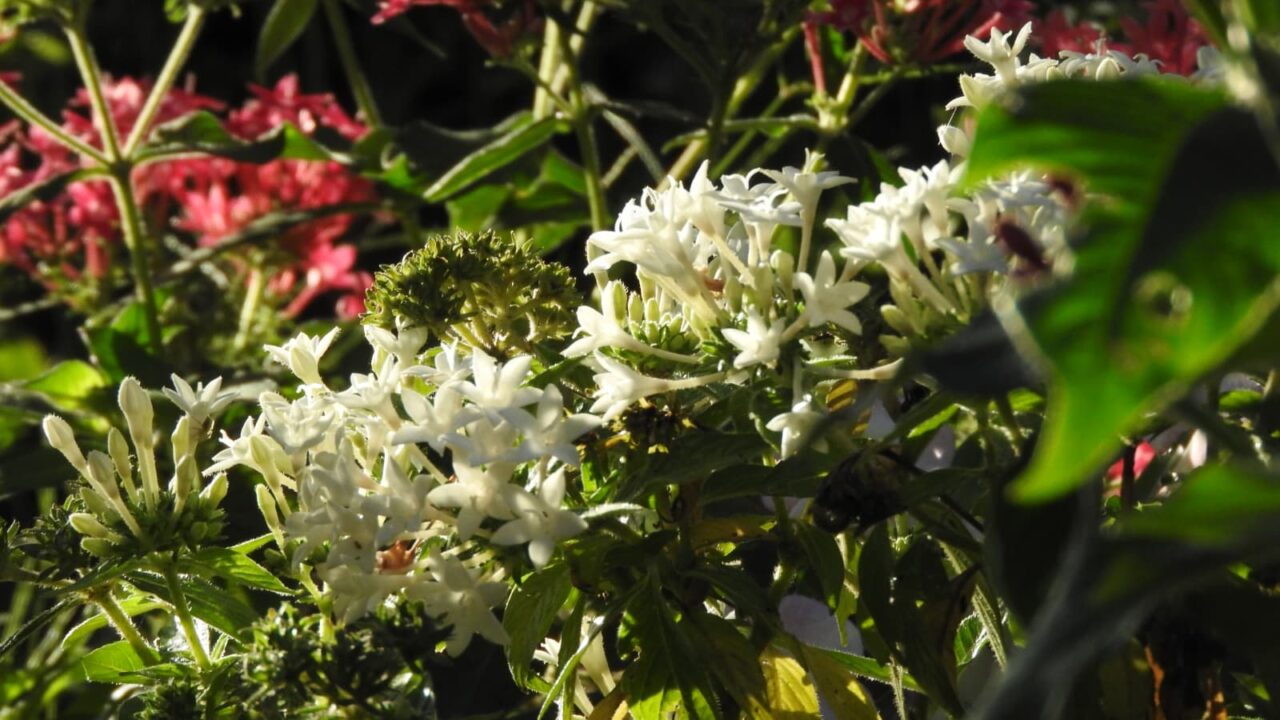 ペンタス白の花がある朝の庭景色20170929
