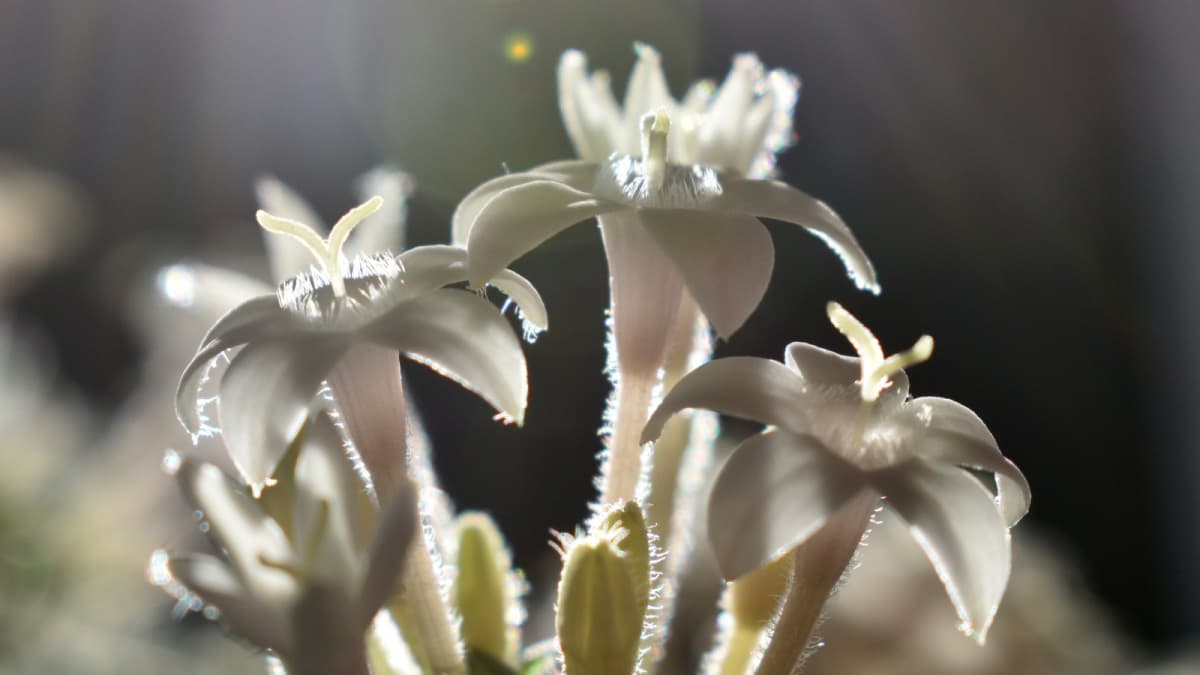 ペンタス白花弁拡大201908（キャッチ画像）