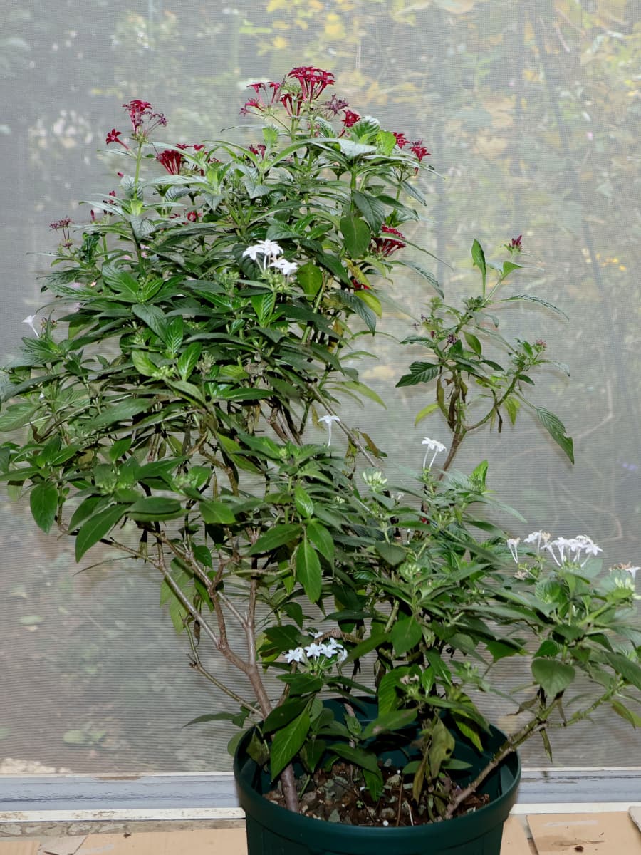 ペンタス・ミックス鉢20251118室内へ