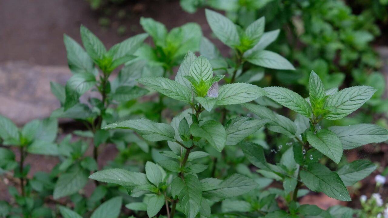 濃厚な緑のペパーミント20180612