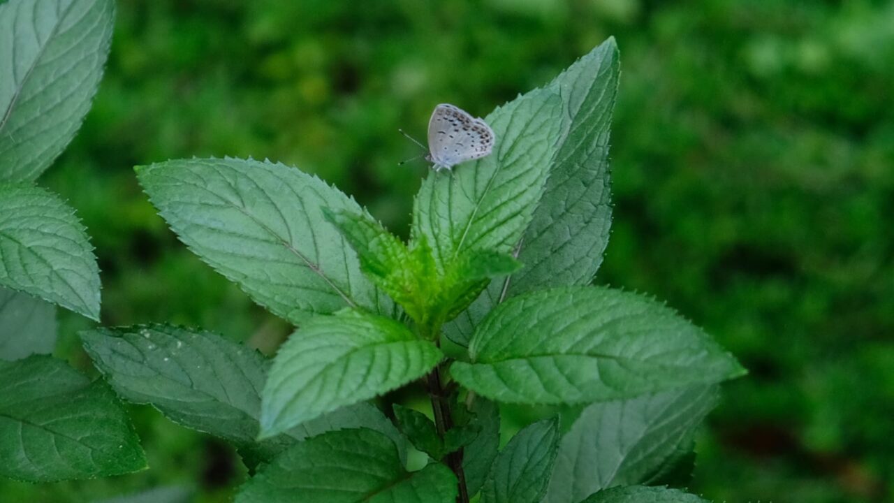 ペパーミントにシジミ20180612
