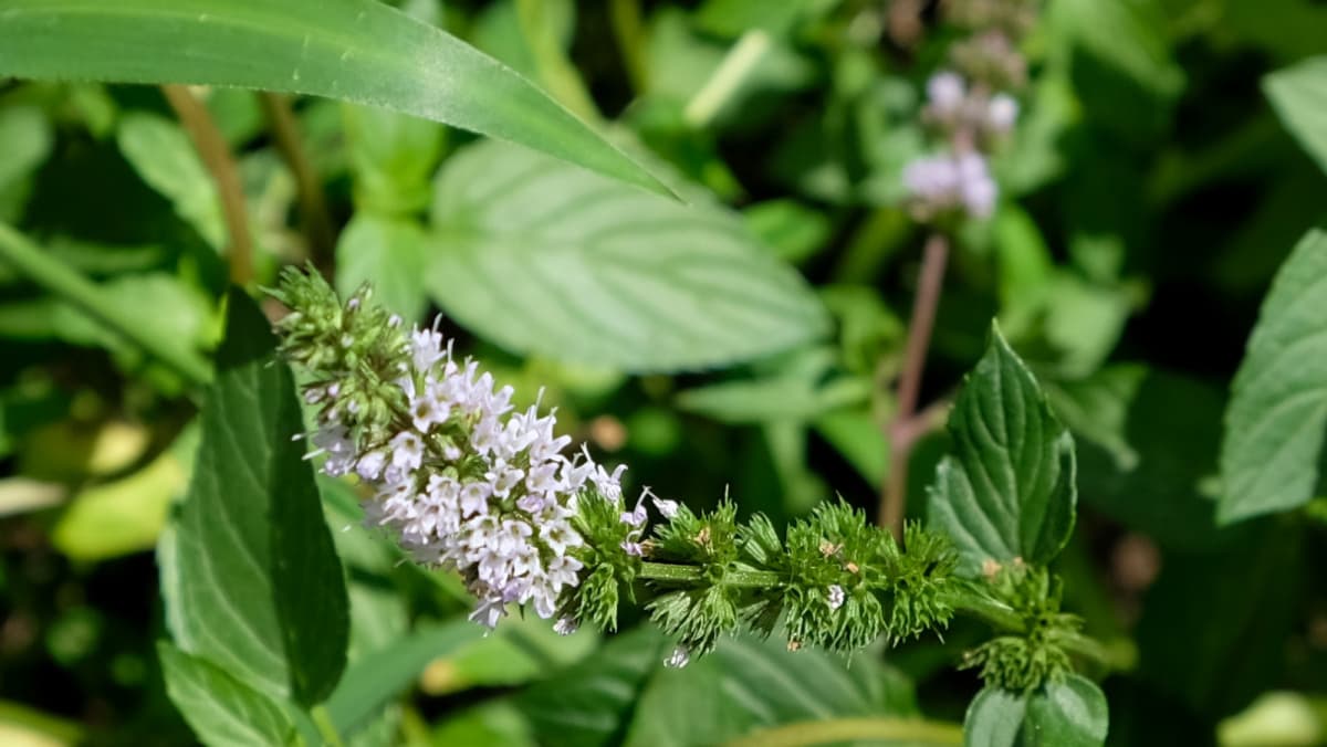 見事なペパーミントの花穂201808