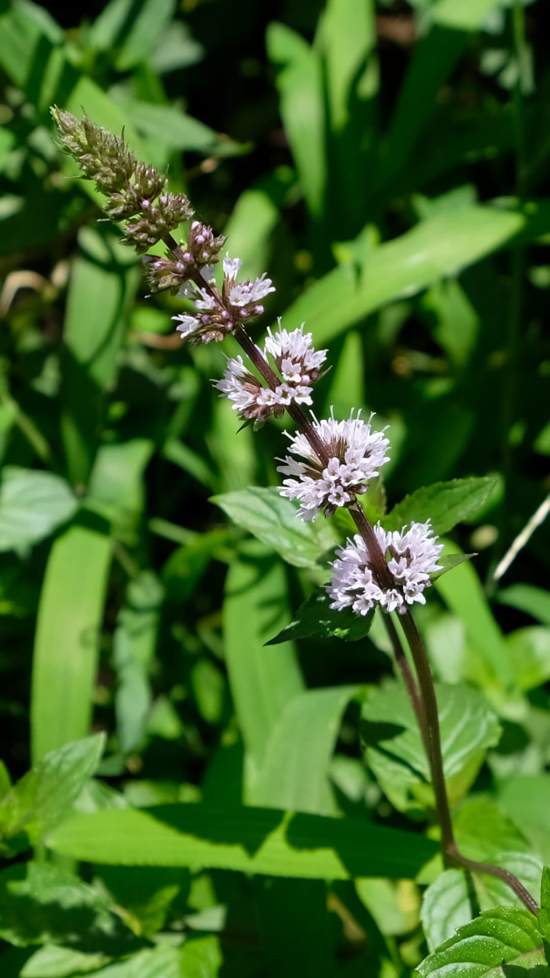 ペパーミントの段々花20180822
