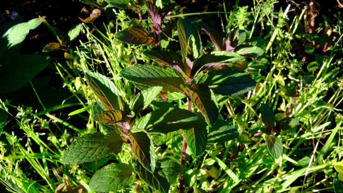 赤いペパーミントの若葉20190508