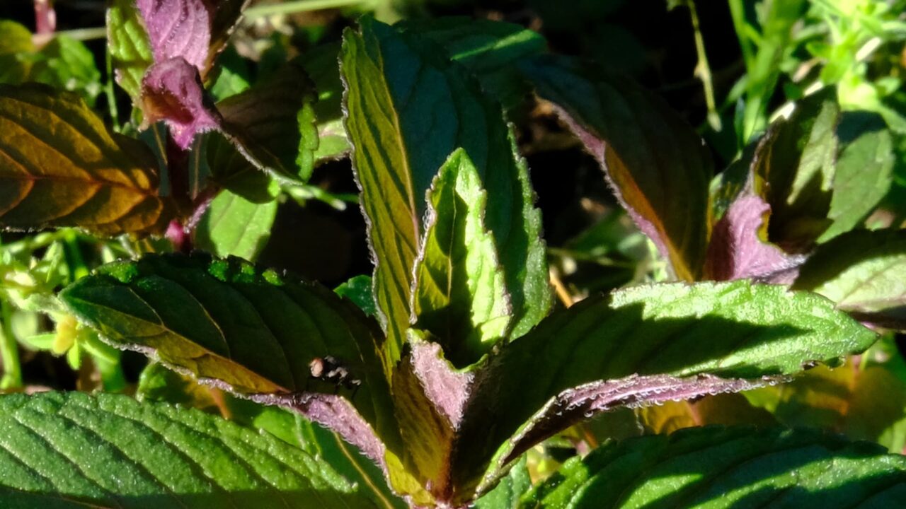 赤いペパーミントの若葉20190508近接撮影