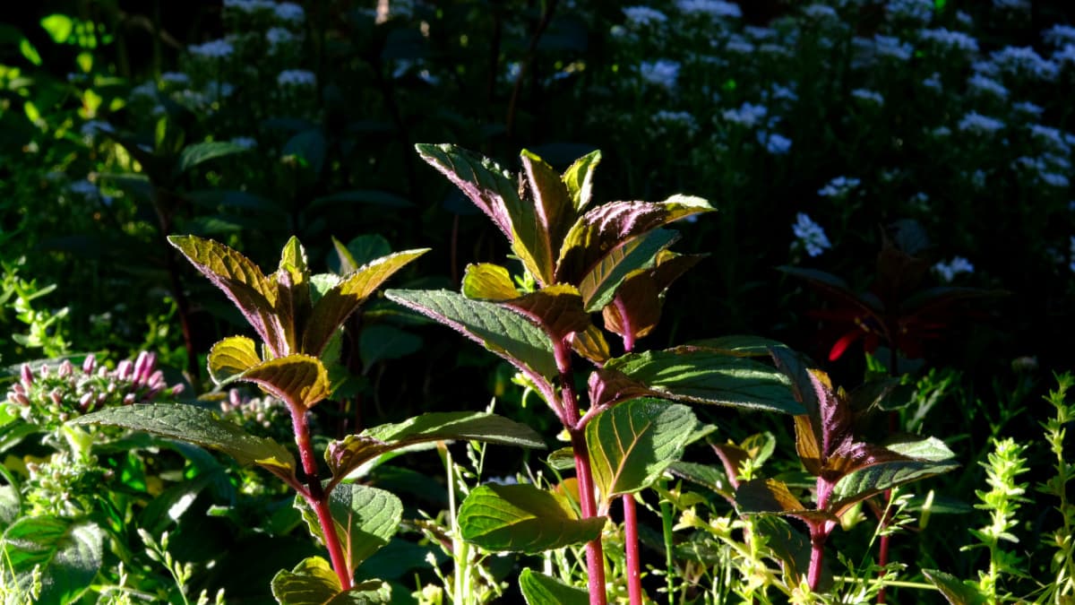 スックと立つ赤いペパーミントの若葉20190508