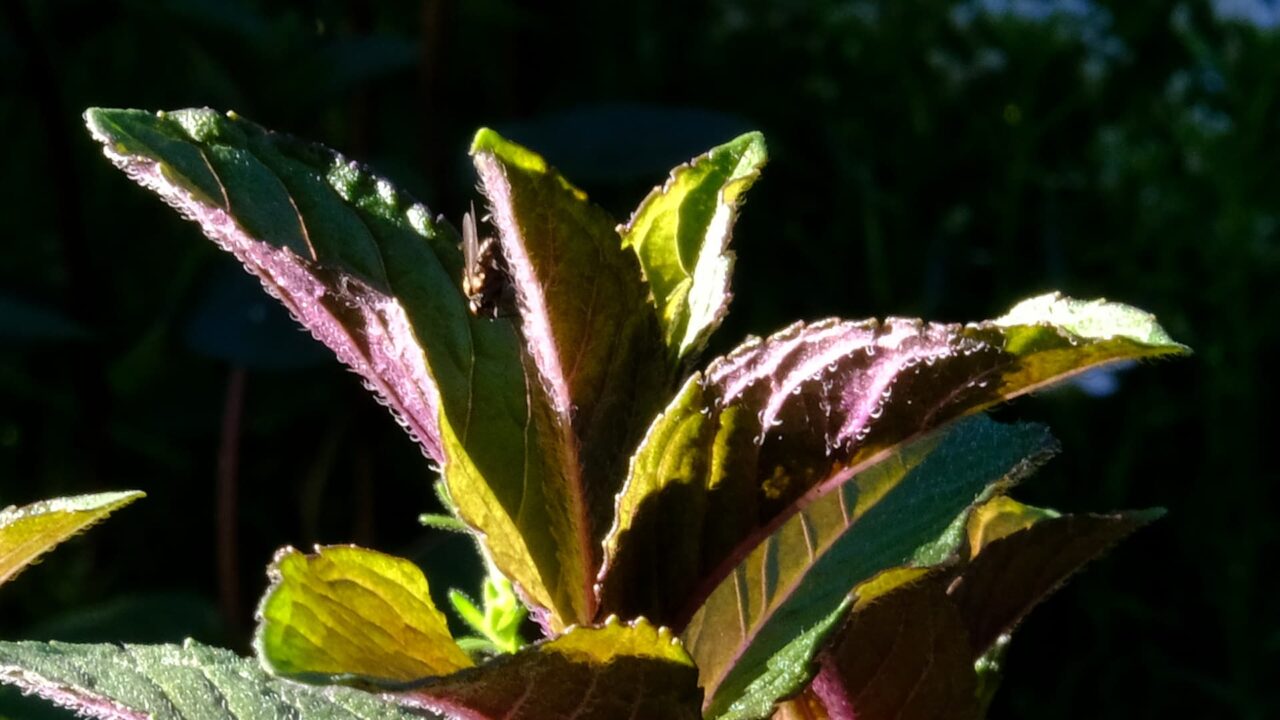 ペパーミントの赤い若葉20190508