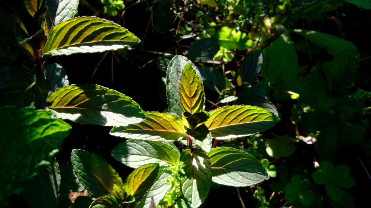ブロンズがかったペパーミントの若葉20190508