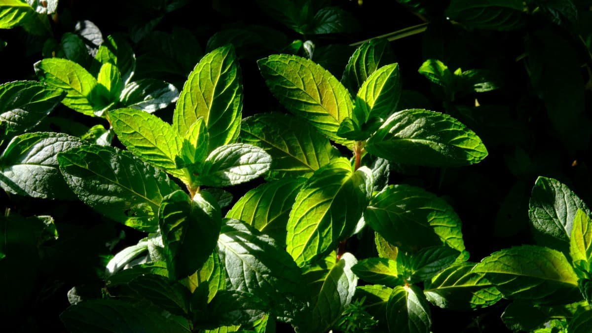 ペパーミントの一部ブロンズが勝った若葉20190510