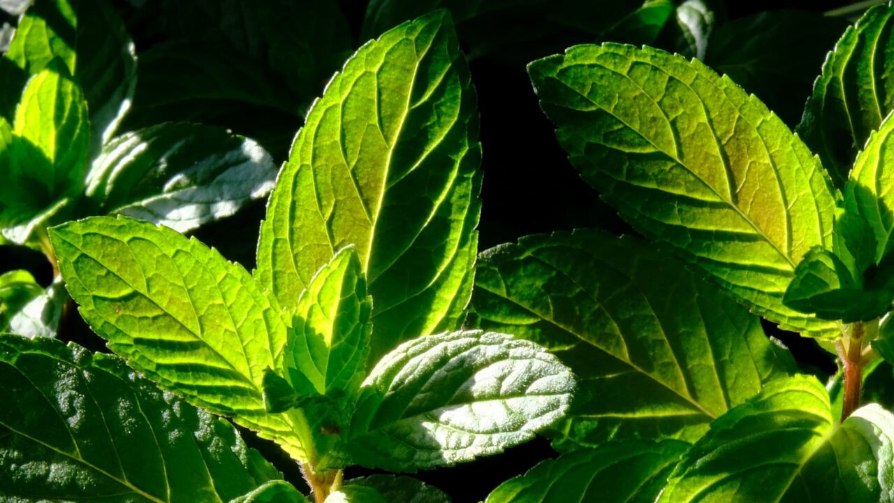 ペパーミントの一部ブロンズが勝った若葉20190510近接撮影