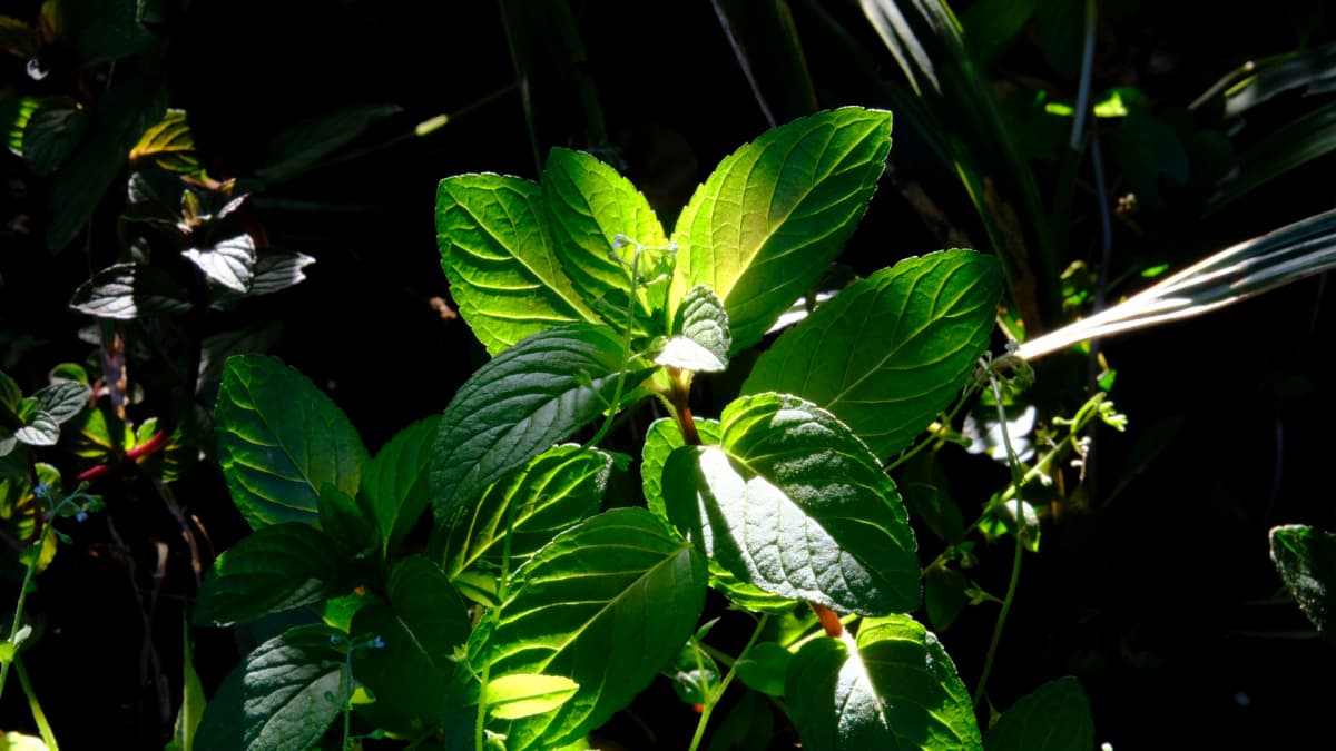 ペパーミントの一部ブロンズが勝った若葉（2）20190510