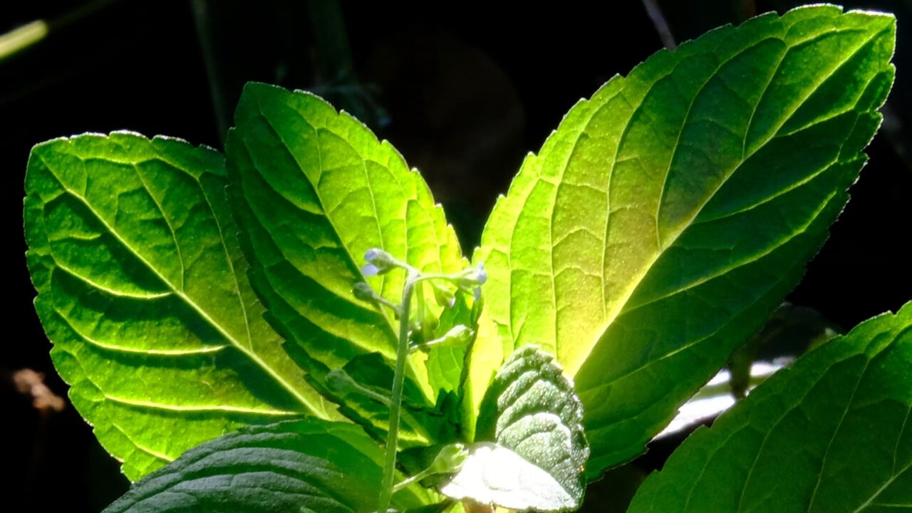 ペパーミントの一部ブロンズが勝った若葉（2）20190510近接撮影