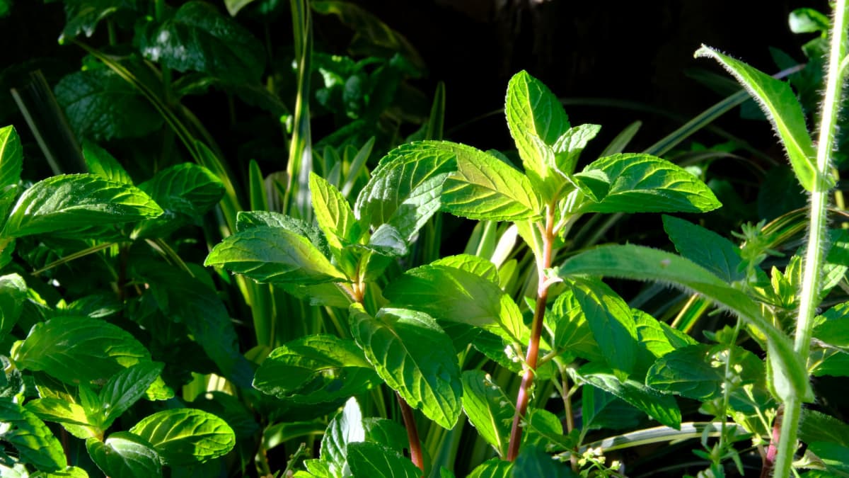 光に透かされ美しいペパーミント20190510