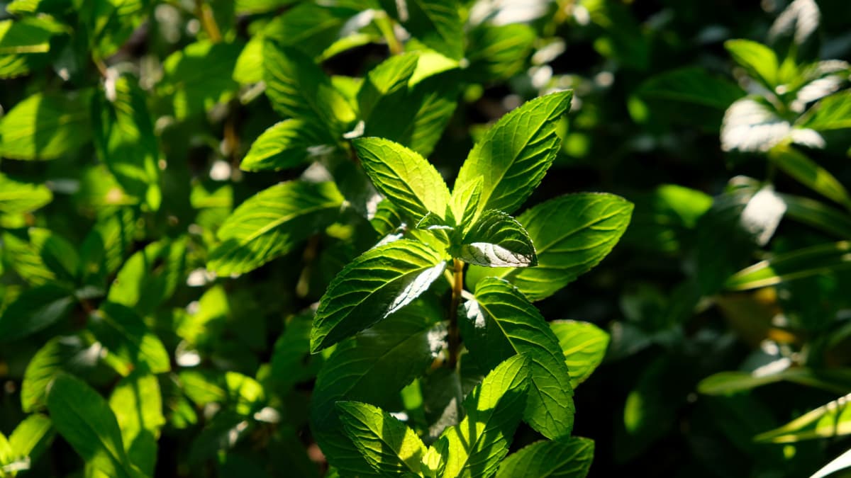 ペパーミント20190527