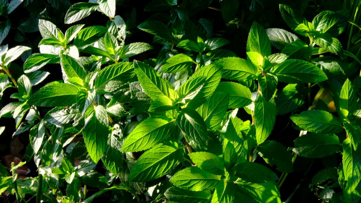 緑が美しいペパーミント20190527