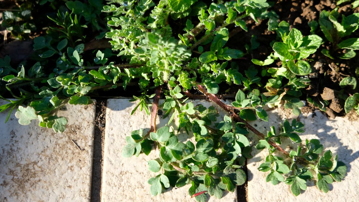 ポピー匍匐葉20180324-1