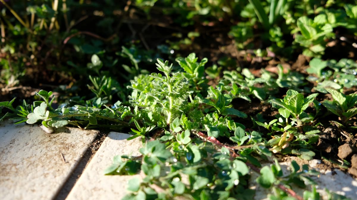 ポピー匍匐葉20180324-2